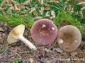 Russula olivacea-amf1717